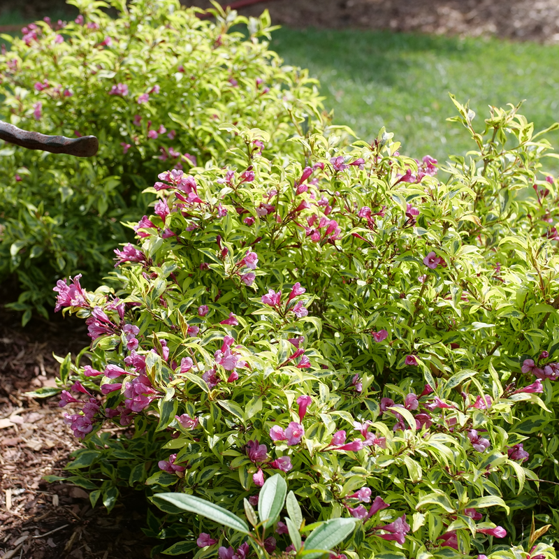 Bubbly Wine Weigela in the landscape.