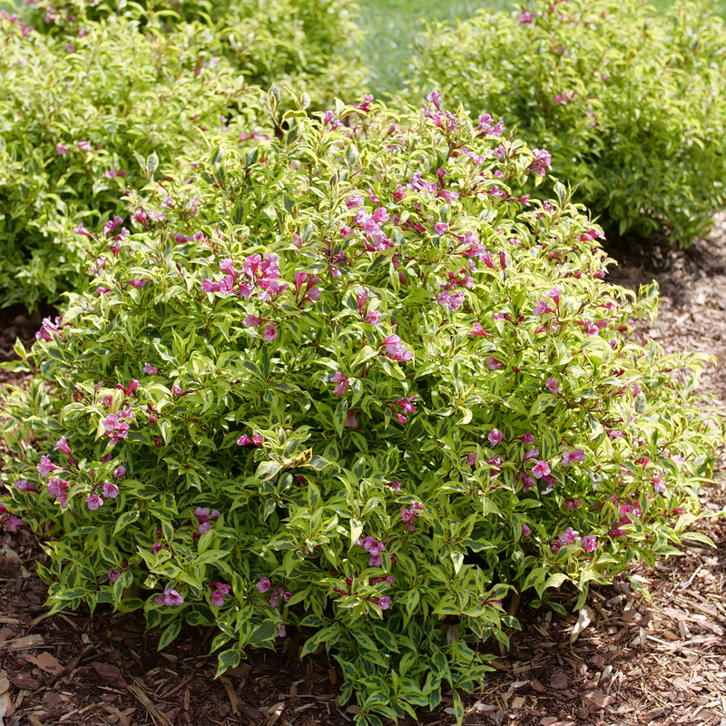 Bubbly Wine Weigela Spring Meadow wholesale liners Spring Meadow