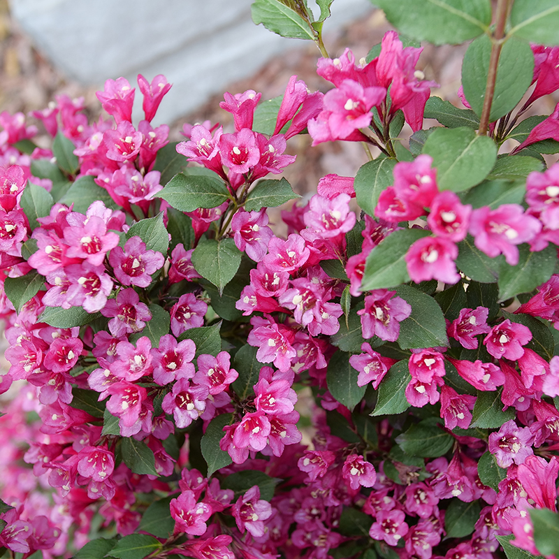 Close up on the blooms of Sonic Bloom Punch Weigela