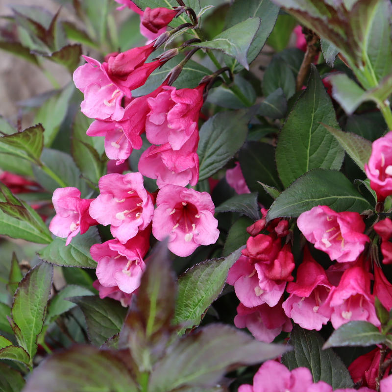 Multiple blooms and contrasting foliage of Sonic Bloom Wine Weigela.