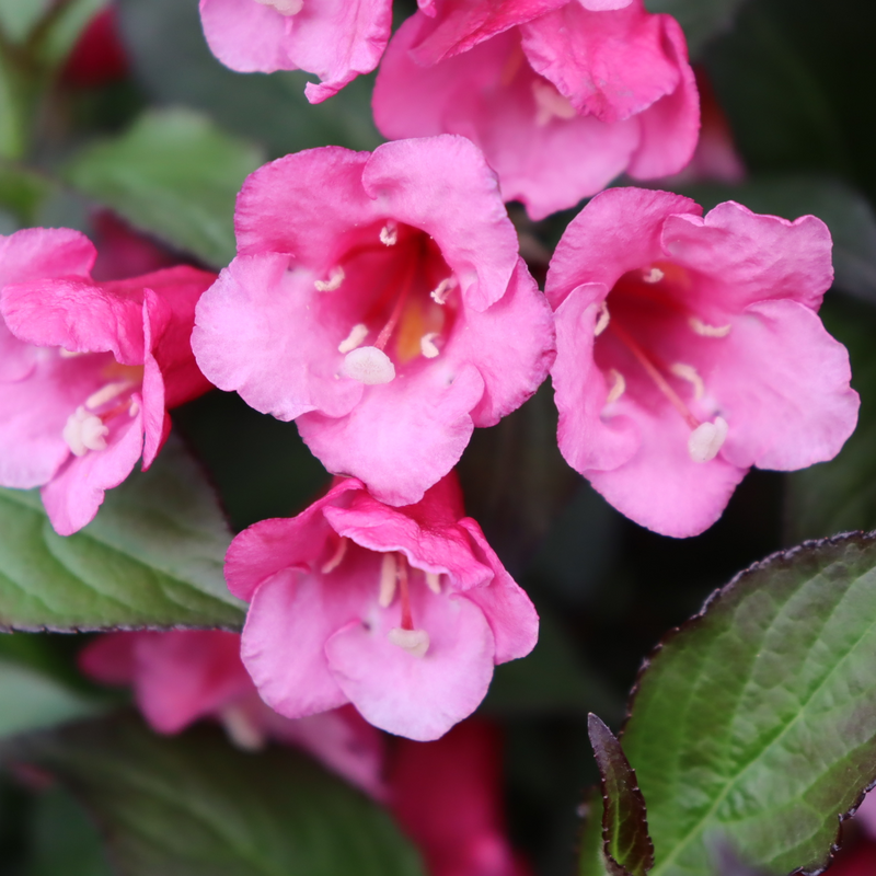 A close up of the pink blooms of Sonic Boom Wine Weigela. 