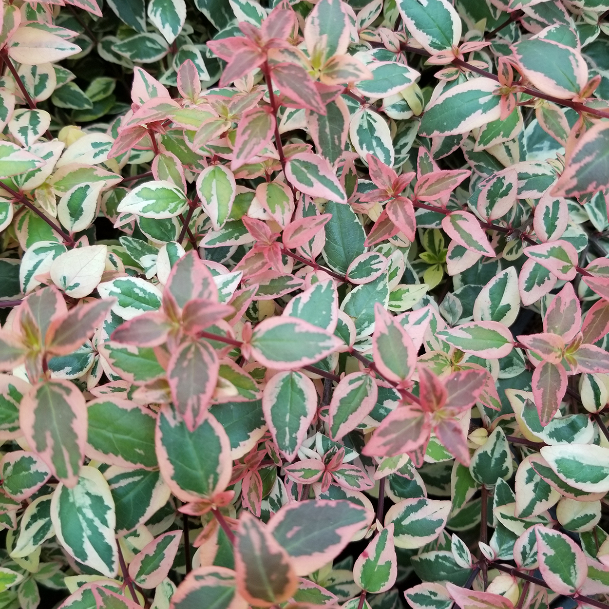 The variegated foliage of Tres Amigos abelia showing pink tones.