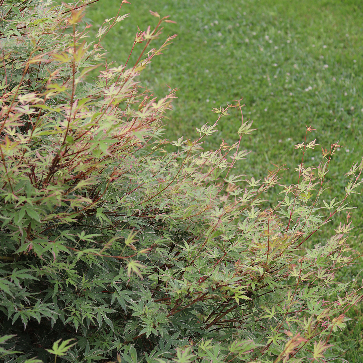 In summer, the foliage of Metamorphosa Japanese maple turns variegated. 