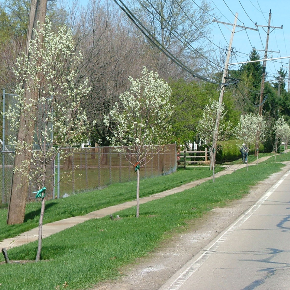 Spring Glory serviceberry is a small native tree with white spring flowers.