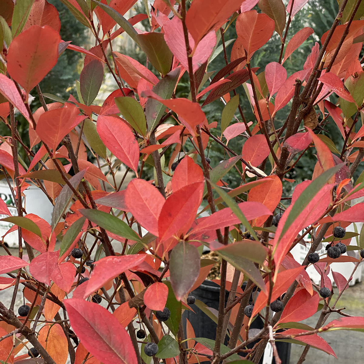 The colorful autumn foliage of Low Scape Snowfire aronia.
