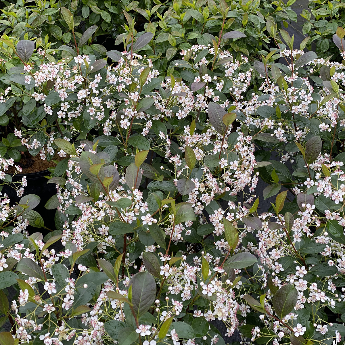Low Scape Snowfire aronia is an extra-heavy-blooming selection. 