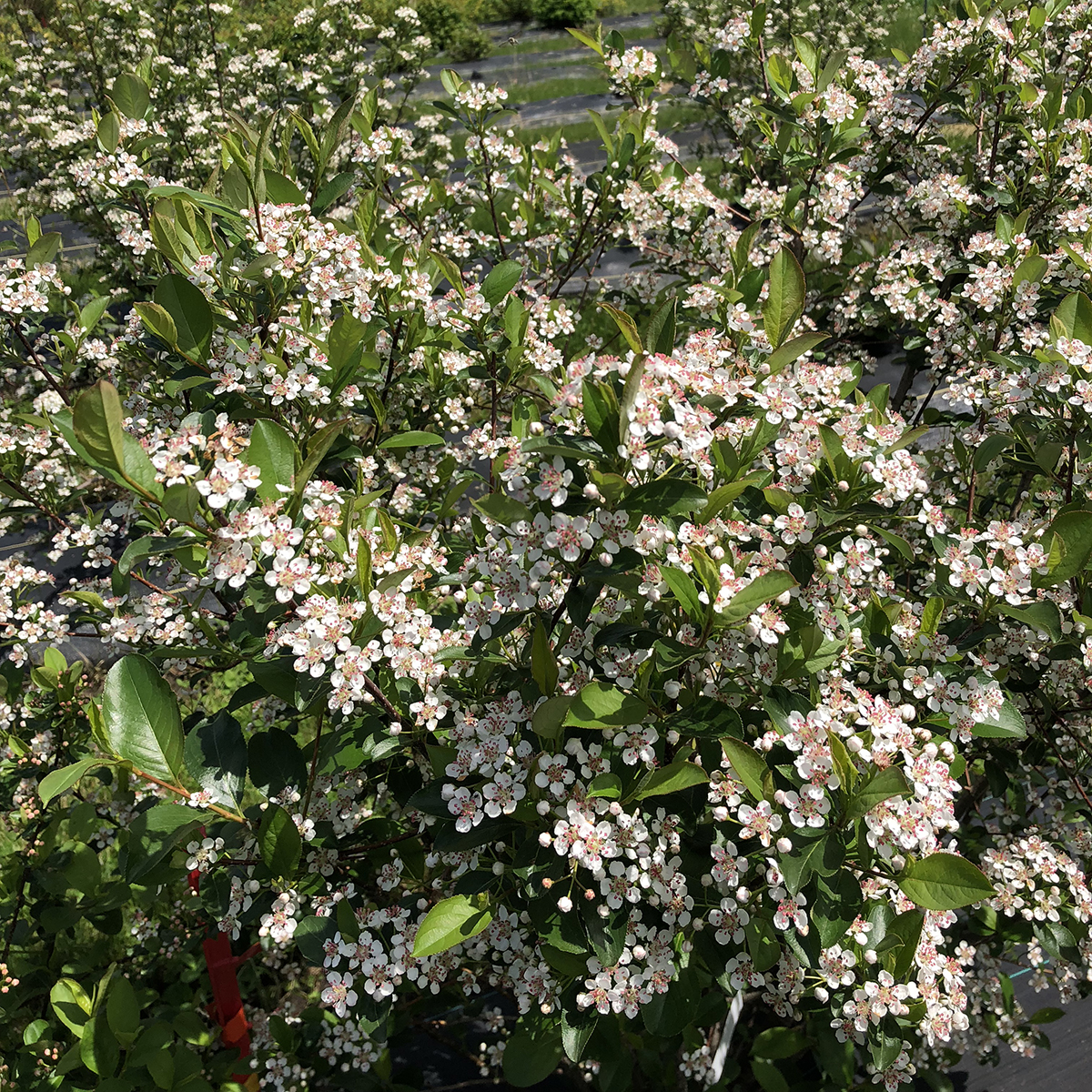 Low Scape Snowfire aronia covered in white flowers. 