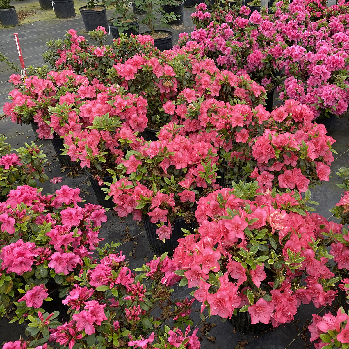 Perfecto Mundo Epic Coral azalea plants growing in a greenhouse, covered in large coral-pink flowers.