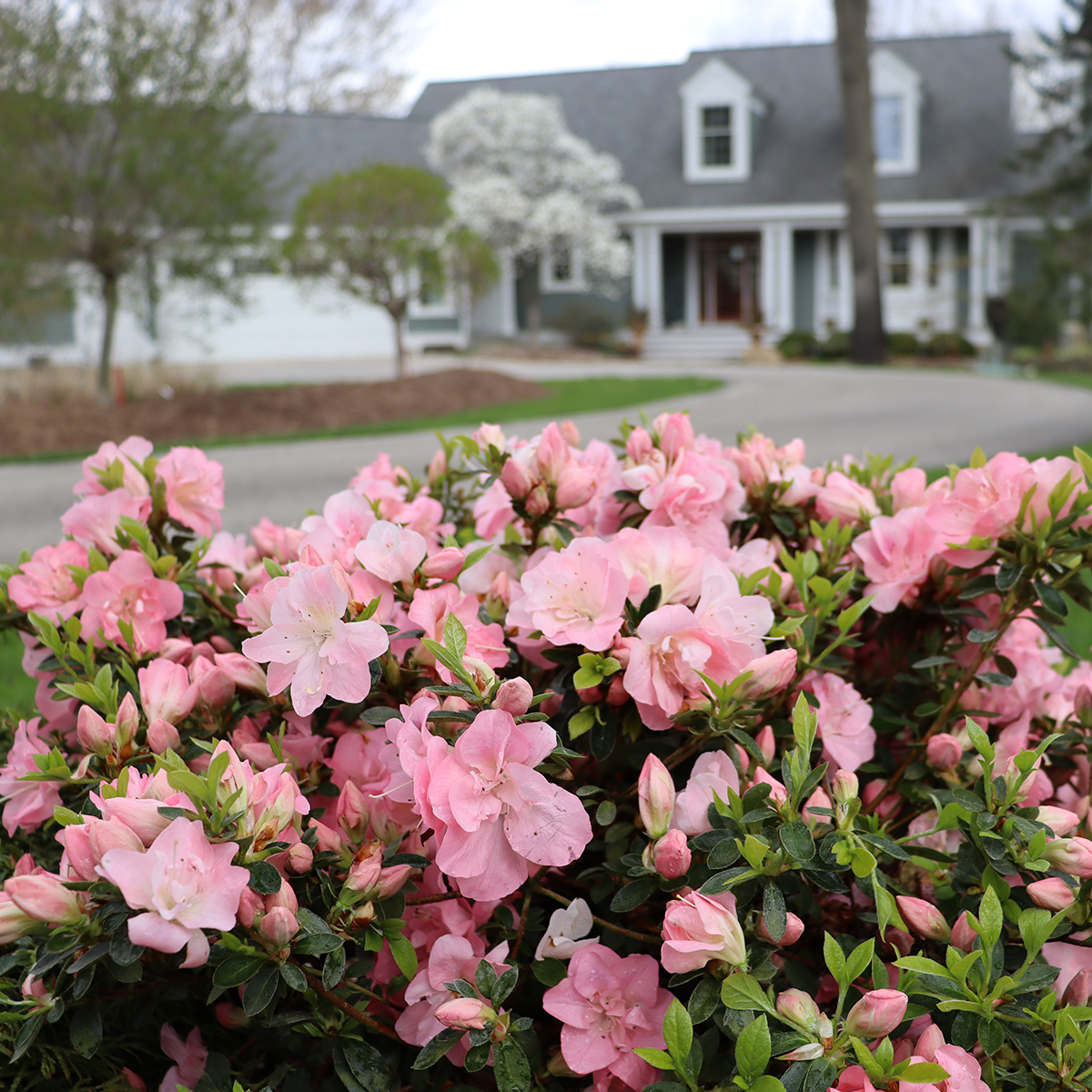 Perfecto Mundo Epic Pink azalea blooming in front of a house in spring.