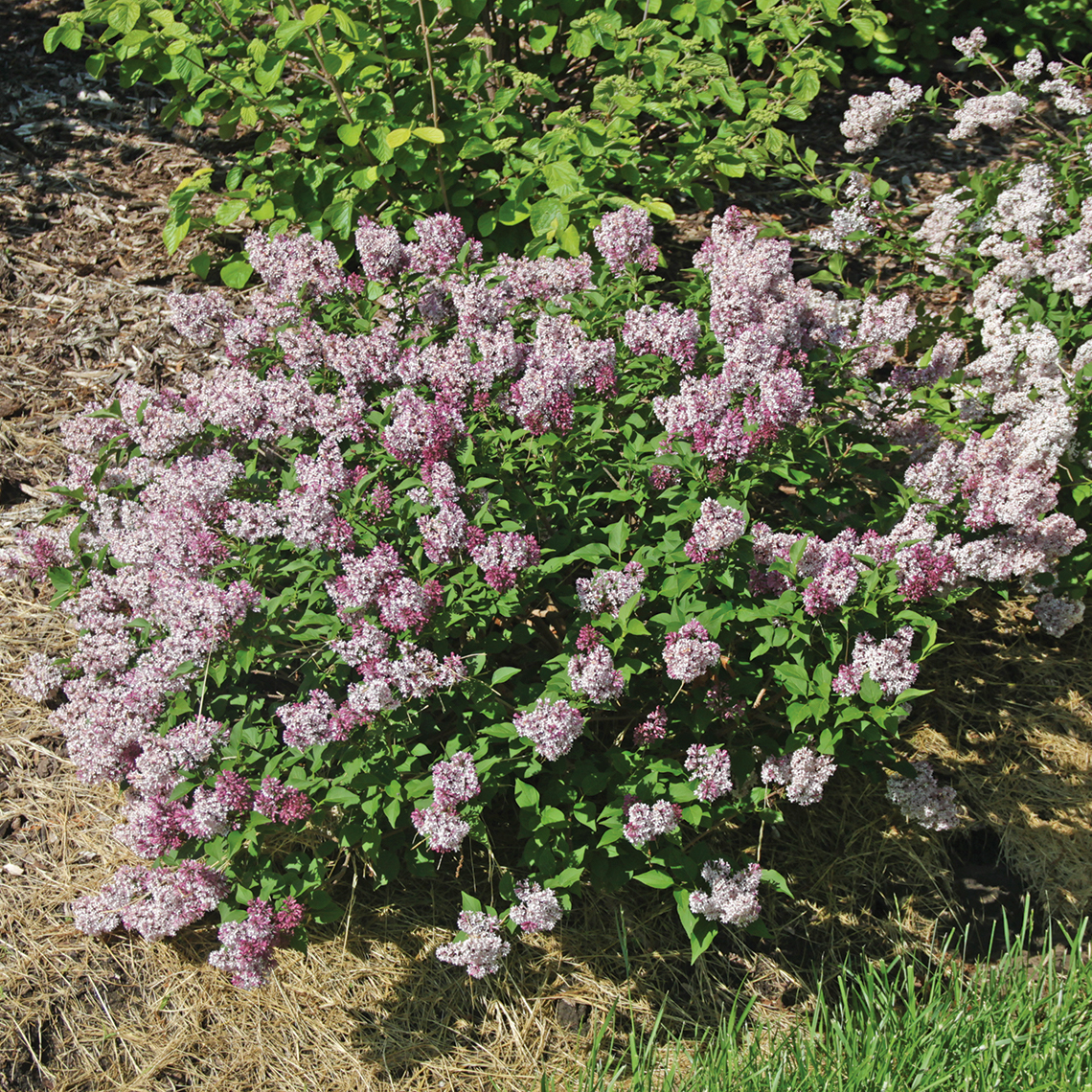 Baby Kim lilac offers a neat dwarf habit, fragrance, and high performance