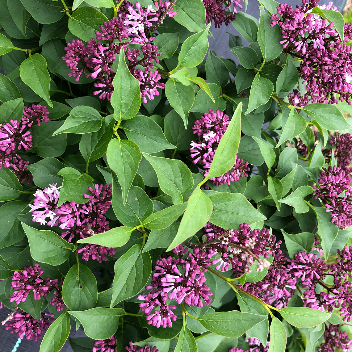 Baby Kim lilac in bloom with purple flowers and clean green foliage