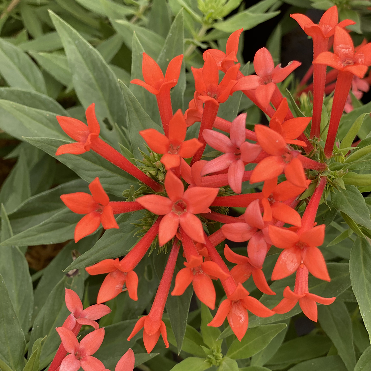Estrellita Little Star firecracker bush has clusters of flowers of bright orange-red.