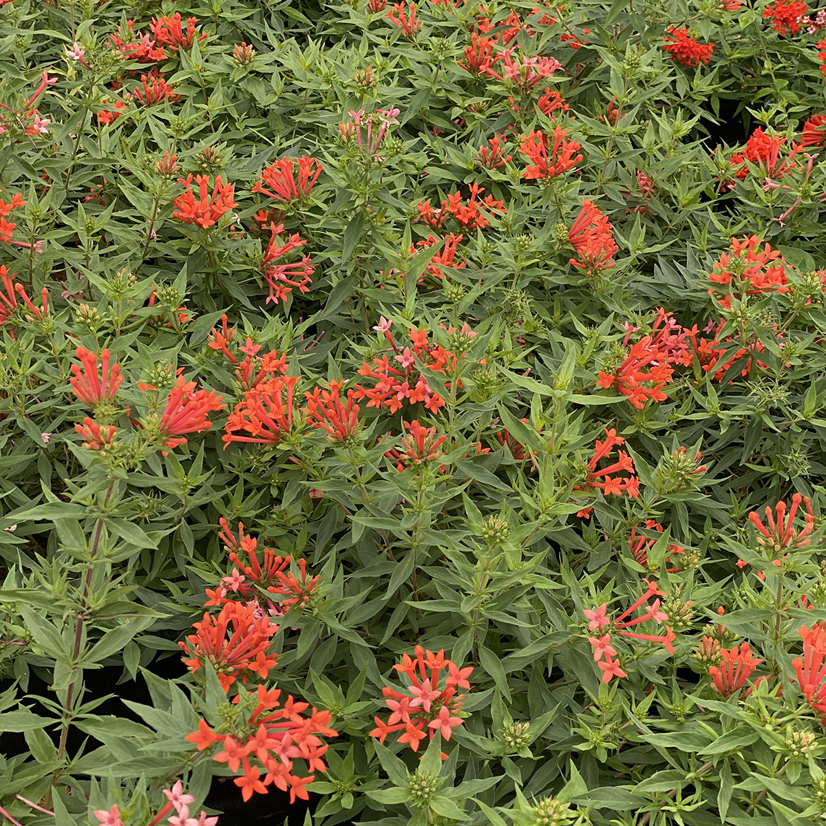Estrellita Little Star firecracker bush is more compact and more colorful than conventional varieties. 