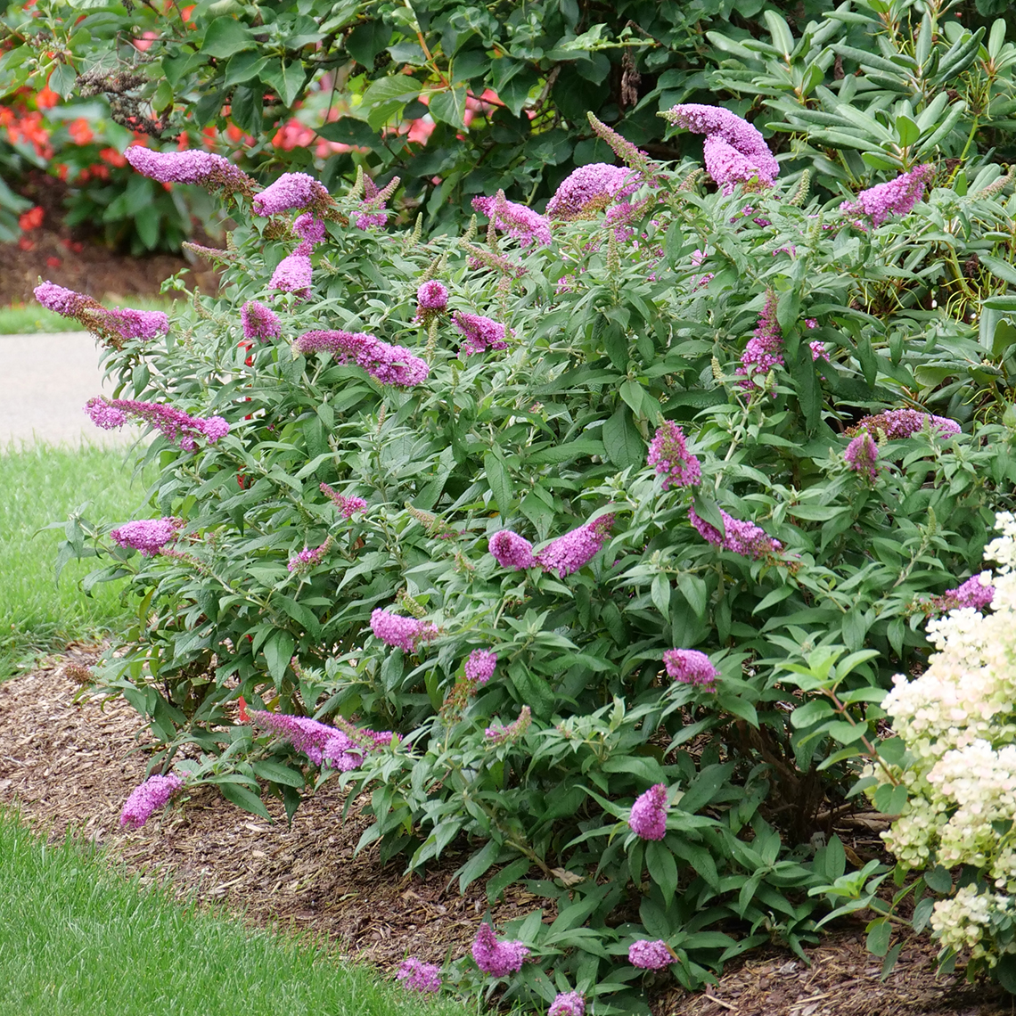 Pugster Pinker butterfly bush has large deep pink spire like blooms.