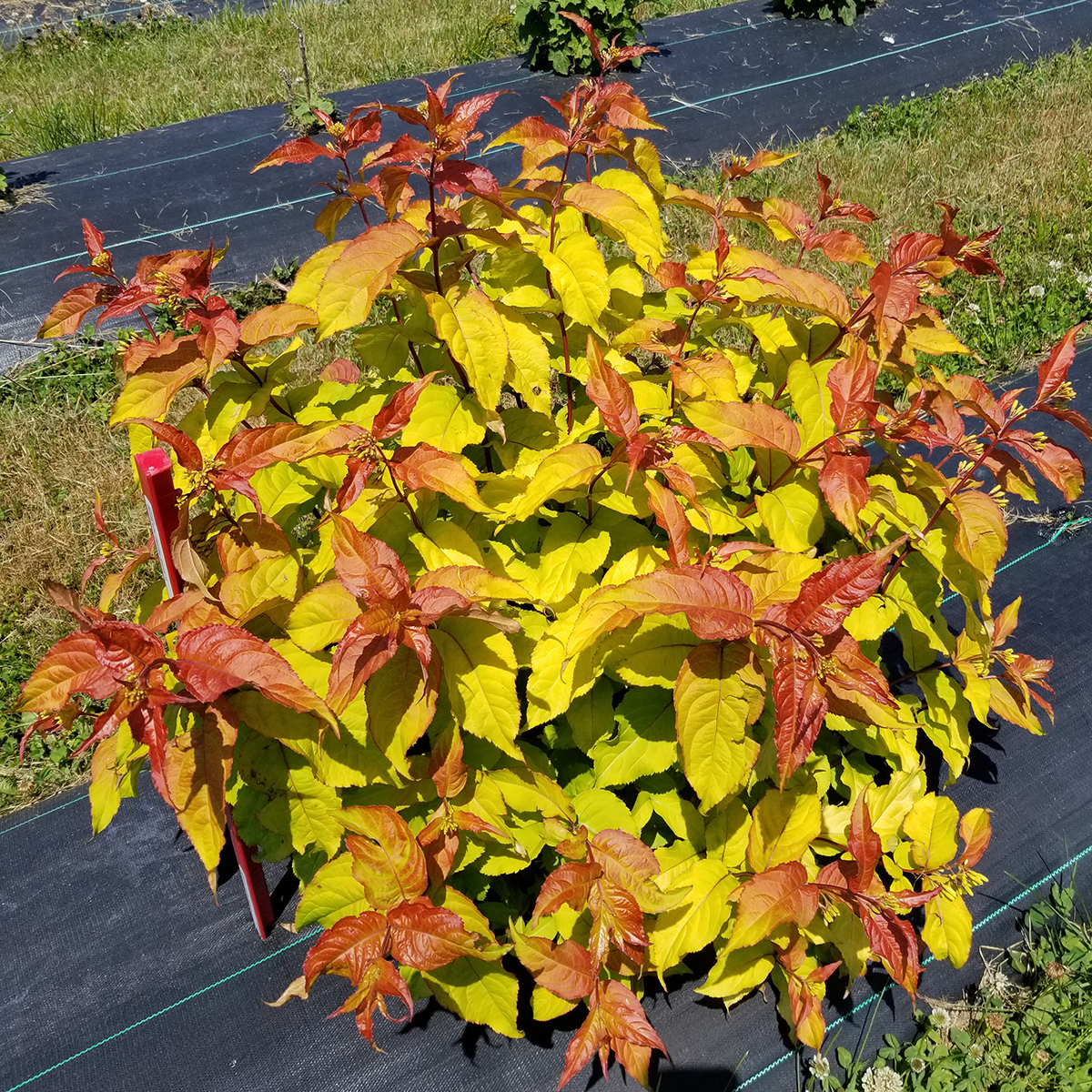 Kodiak Fresh diervilla has red, orange, and yellow foliage.
