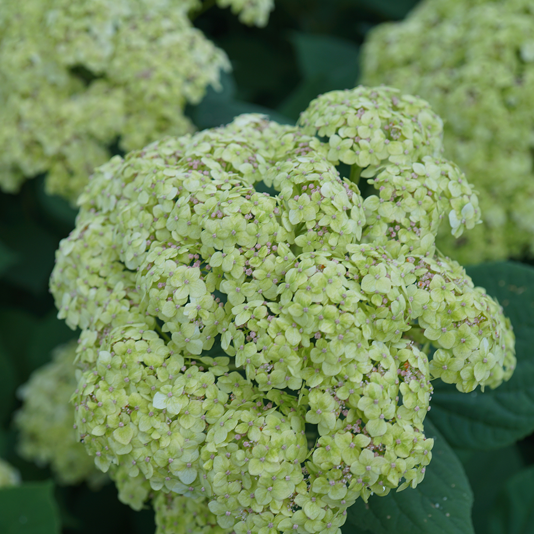 The cloud-like flowers of Invincibelle Sublime smooth hydrangea. 