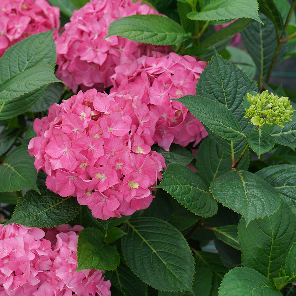 Let's Dance ¡Arriba! Hydrangea close up of its hot pink flowers