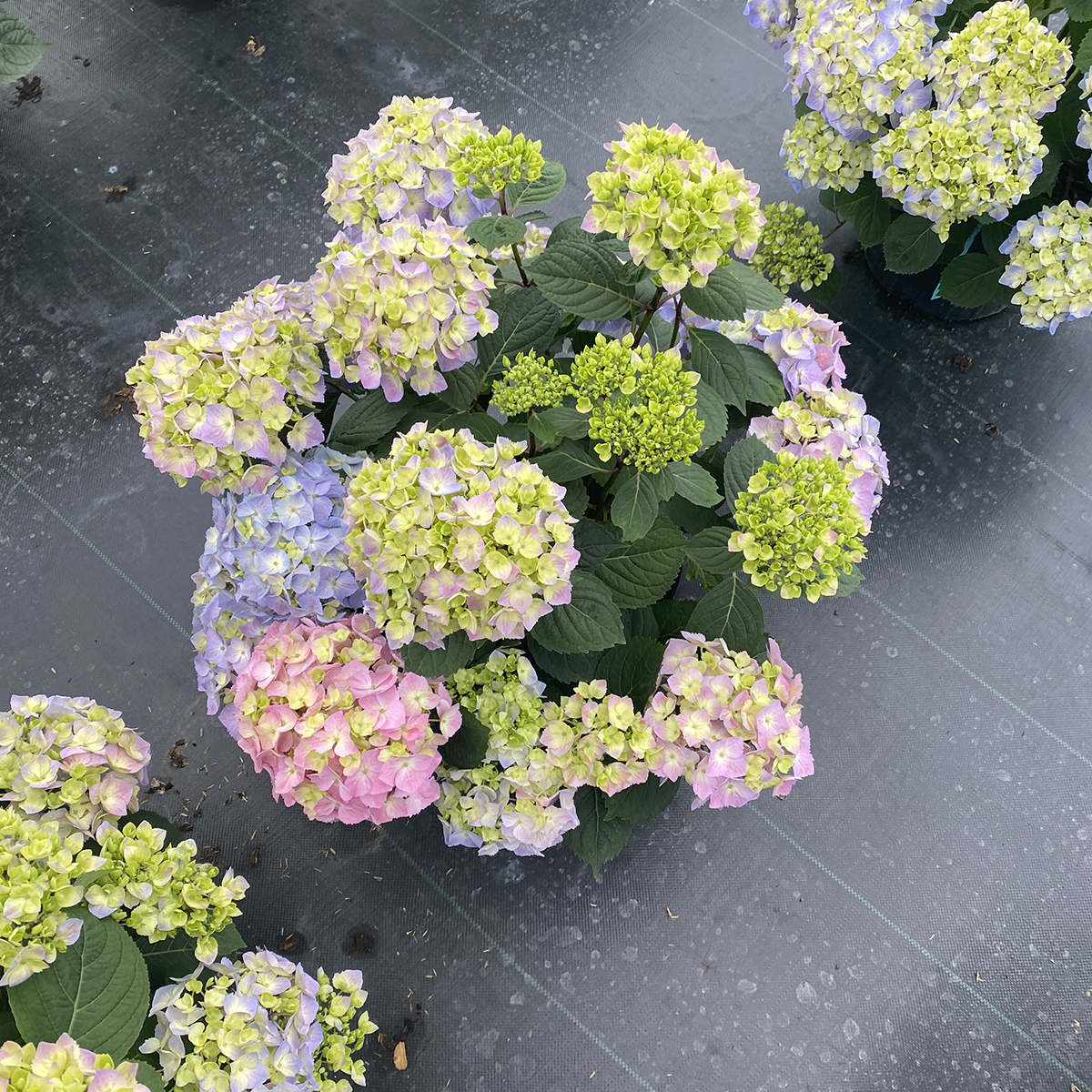 A specimen of Let's Dance Sky View big leaf hydrangea blooming in a greenhouse. 