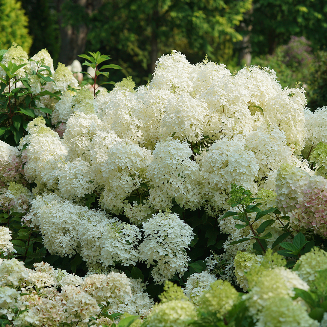 Puffer Fish panicle hydrangea is an abundant bloomer and very cold tolerant.