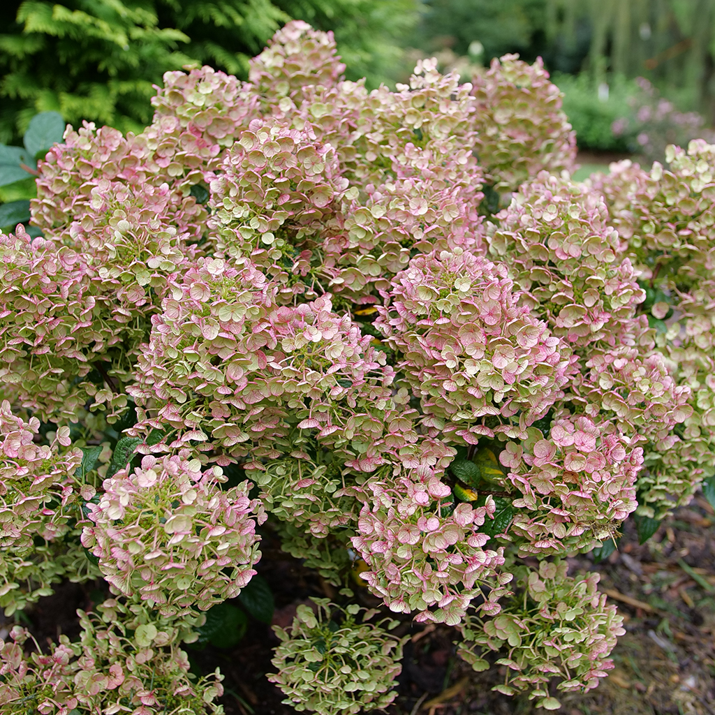 The pink-red flowers of Tiny Quick Fire panicle hydrangea 