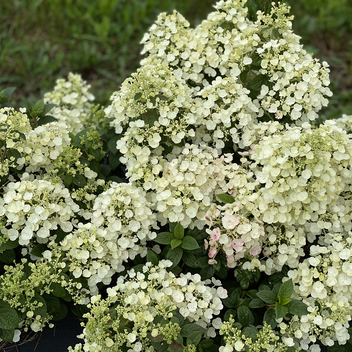 The mophead flowers of Tiny Quick Fire panicle hydrangea 