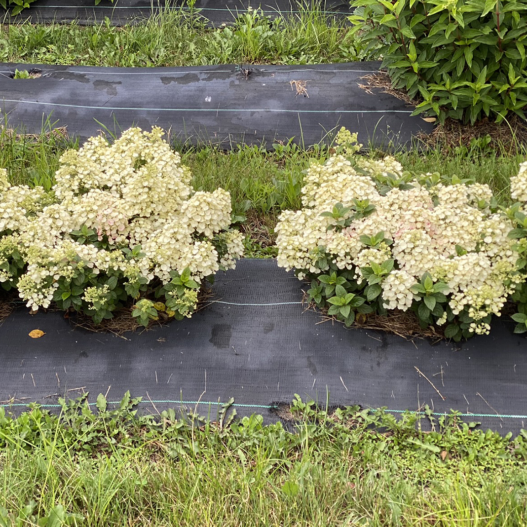 Two Tiny Quick Fire panicle hydrangeas growing in a trial field. 