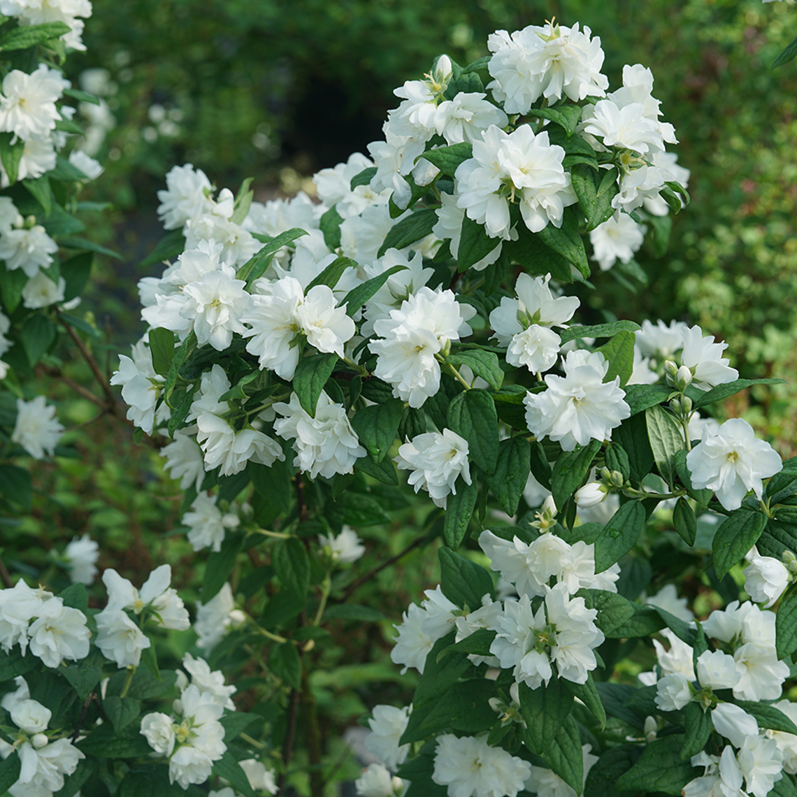 The green stems of Illuminati Arch mock orange covered with white flowers