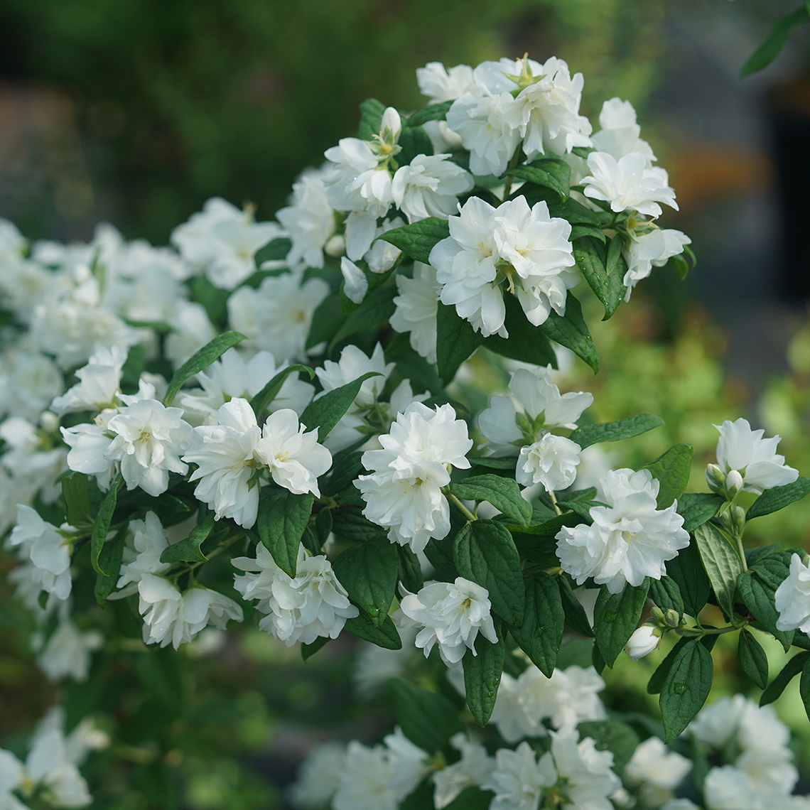 An arching branch of Illuminati Arch mock orange covered with white flowers