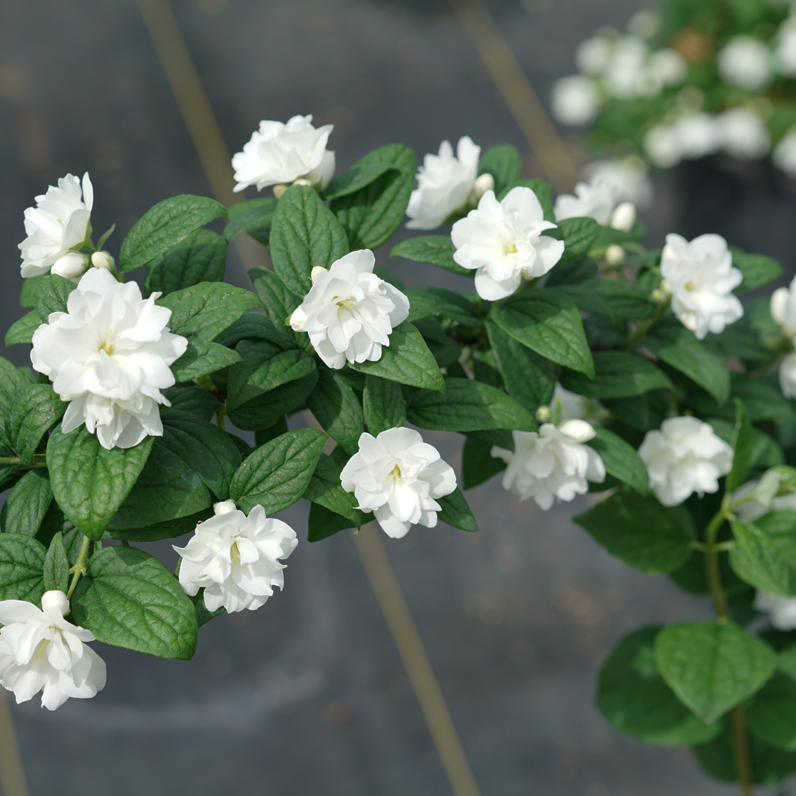 A closeup of a branch of Illuminati Arch mock orange showing its white flowers