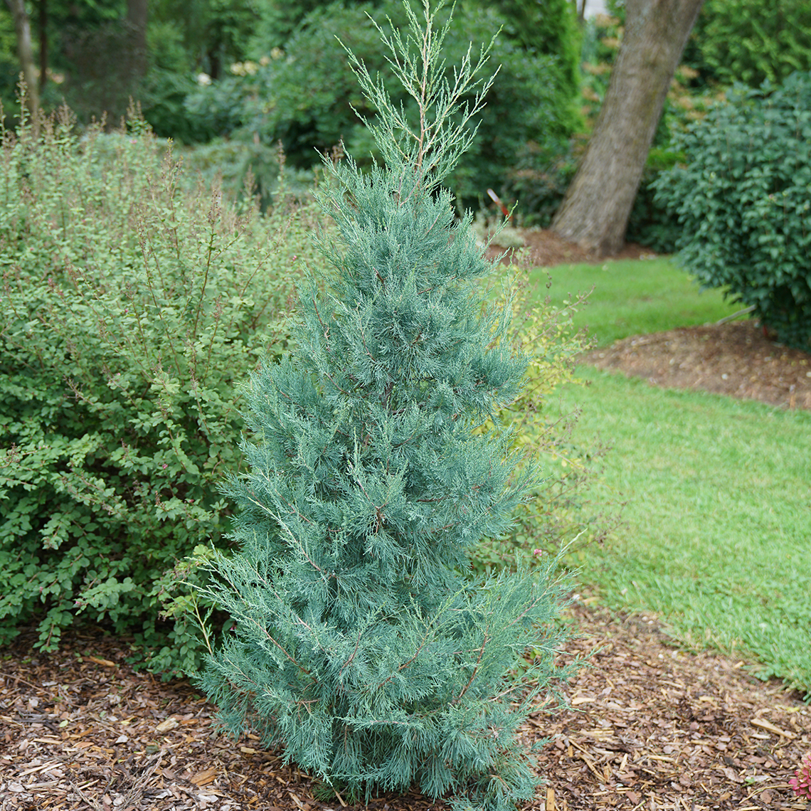 Juniperus Aquavita with blue evergreen foliage in landscape.