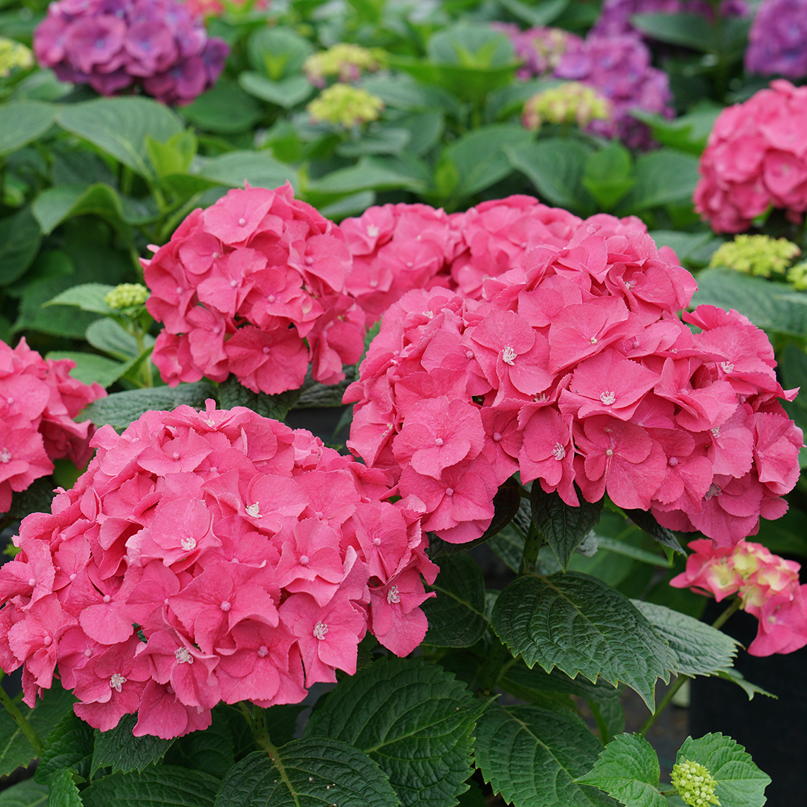 Bright pink Let's Dance Big Band hydrangea blooms. 