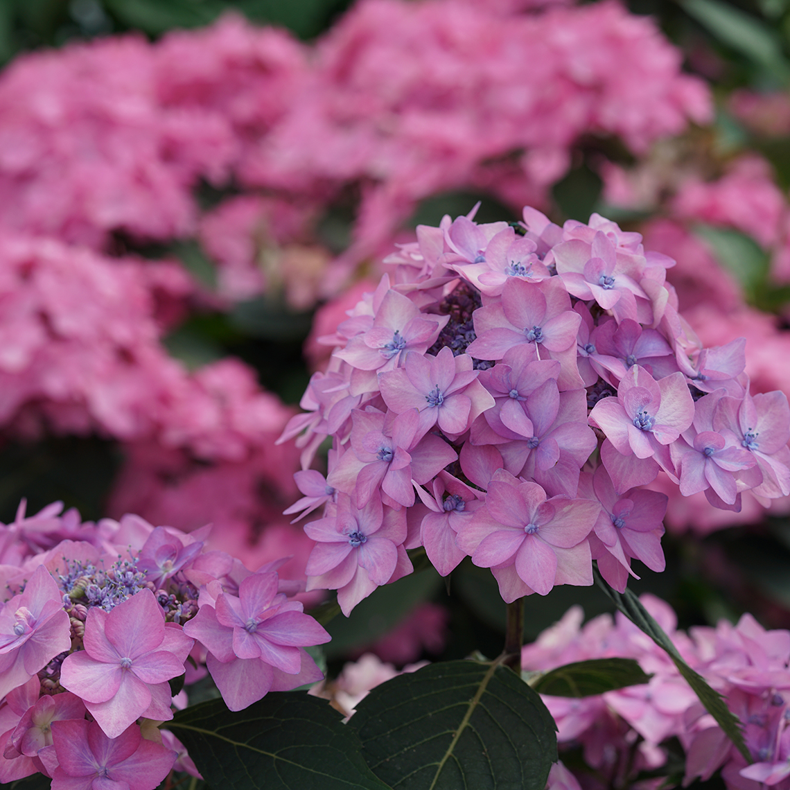 A flower of Let's Dance Cancan hydrangea with purple coloration
