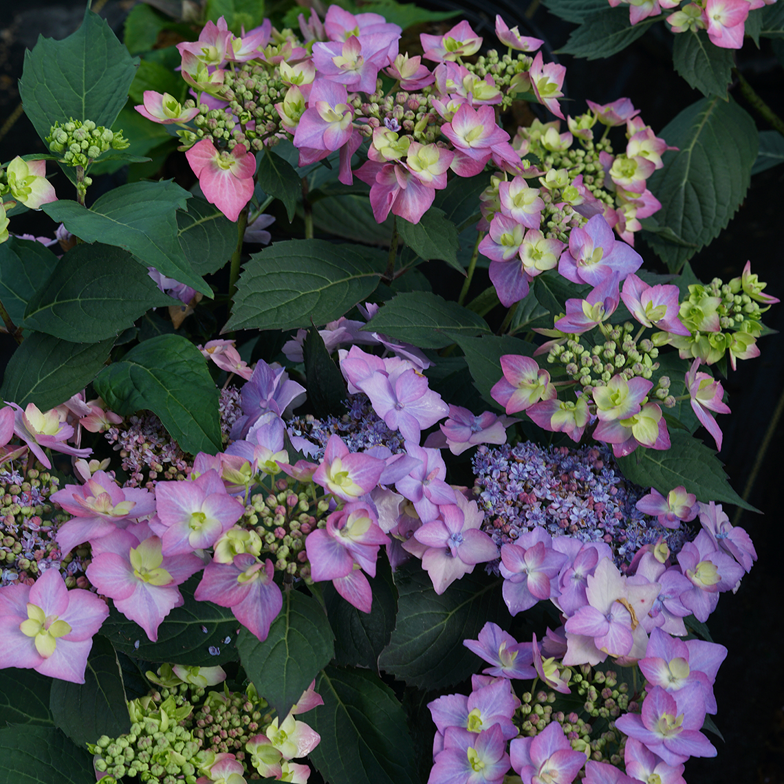 Let's Dance Cancan hydrangea is easy to grow and pretty
