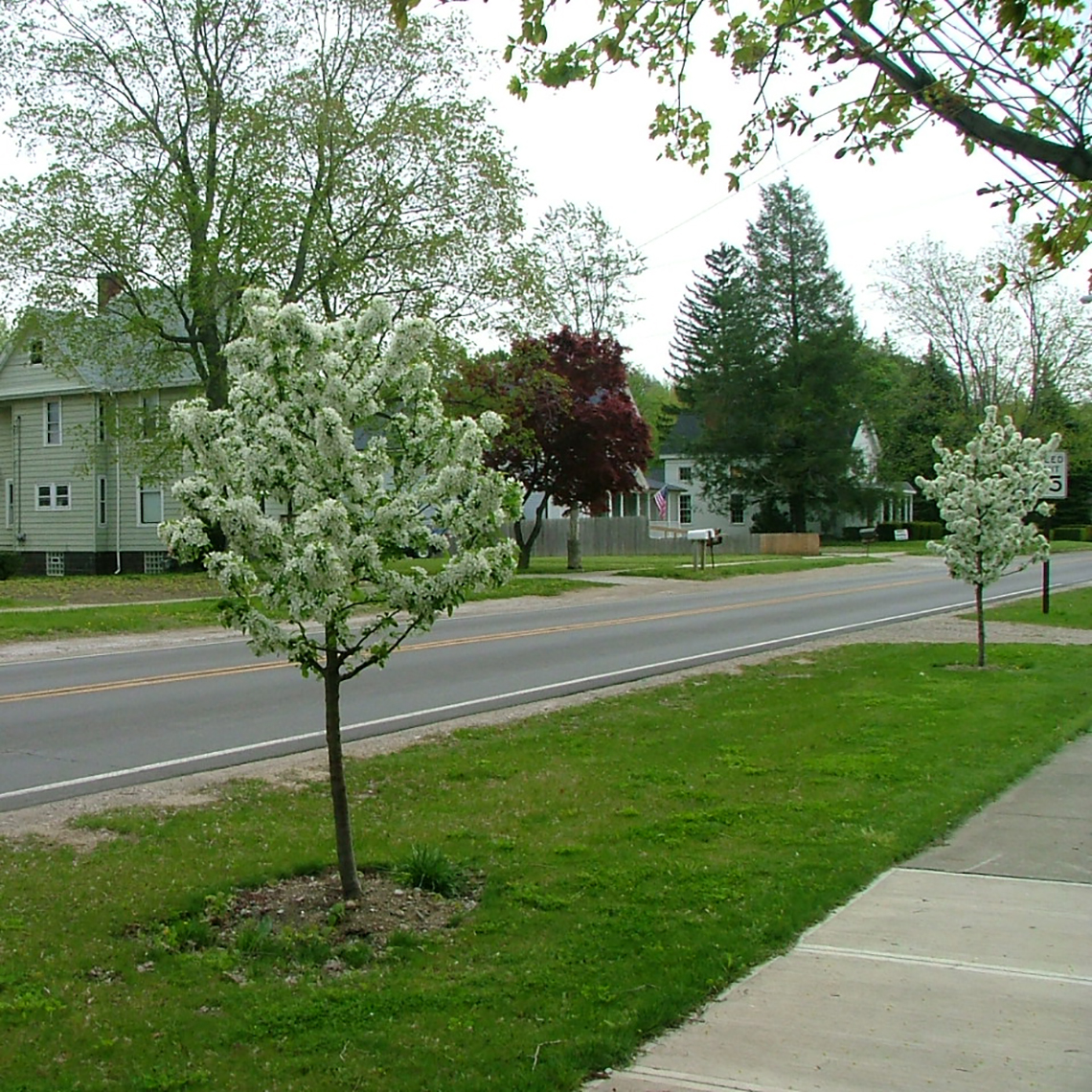 Sweet Sugar Tyme crabapple trees in bloom with white flowers
