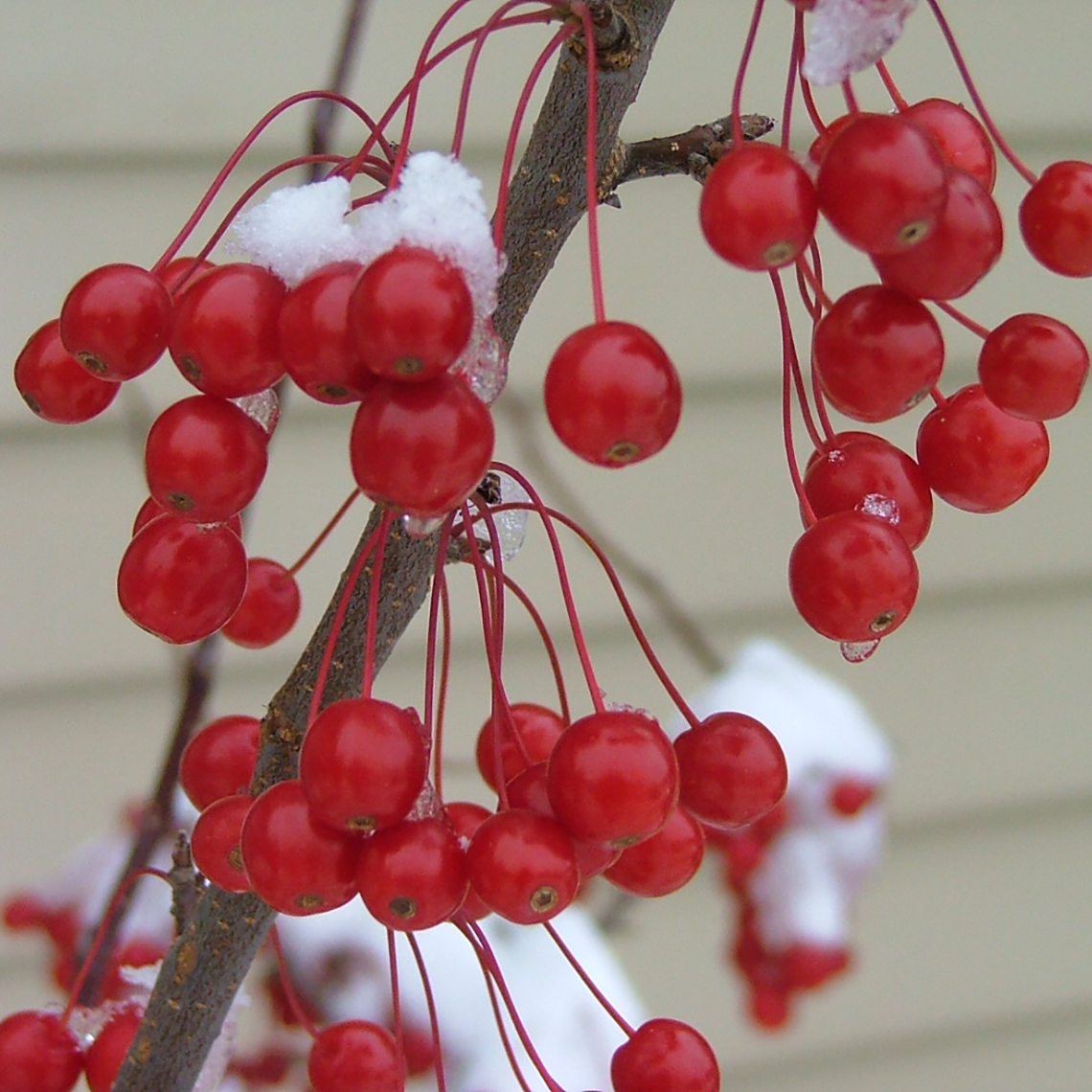 The vivid red fruit of Sweet Sugar Tyme crabapple covered in white snow