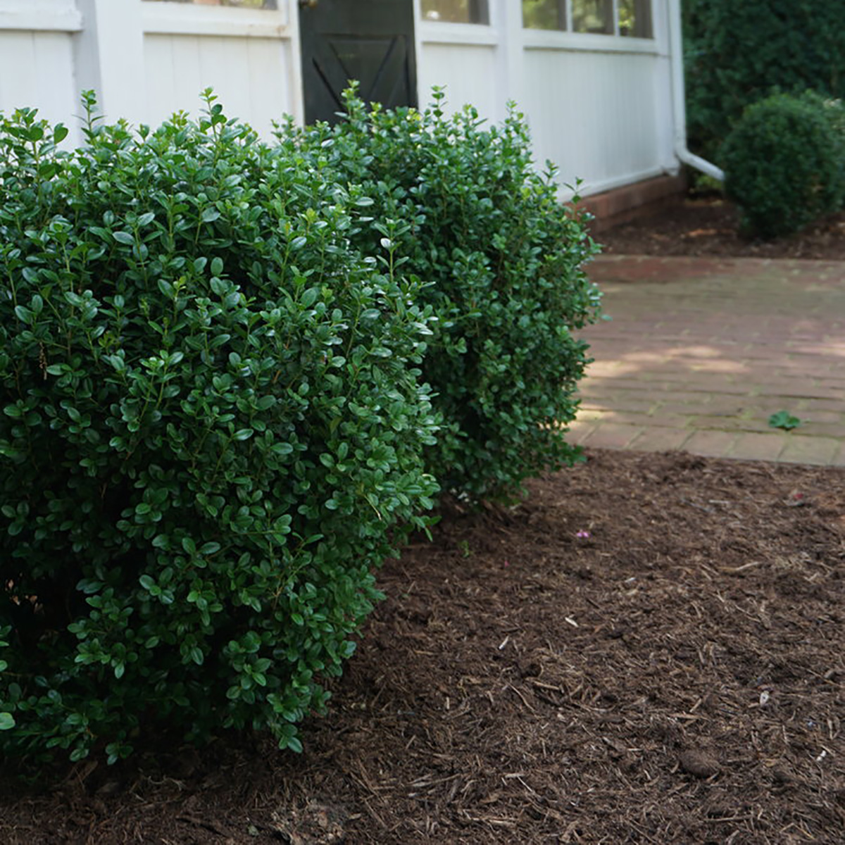 NewGen Freedom boxwood planted near the front door of a home. 