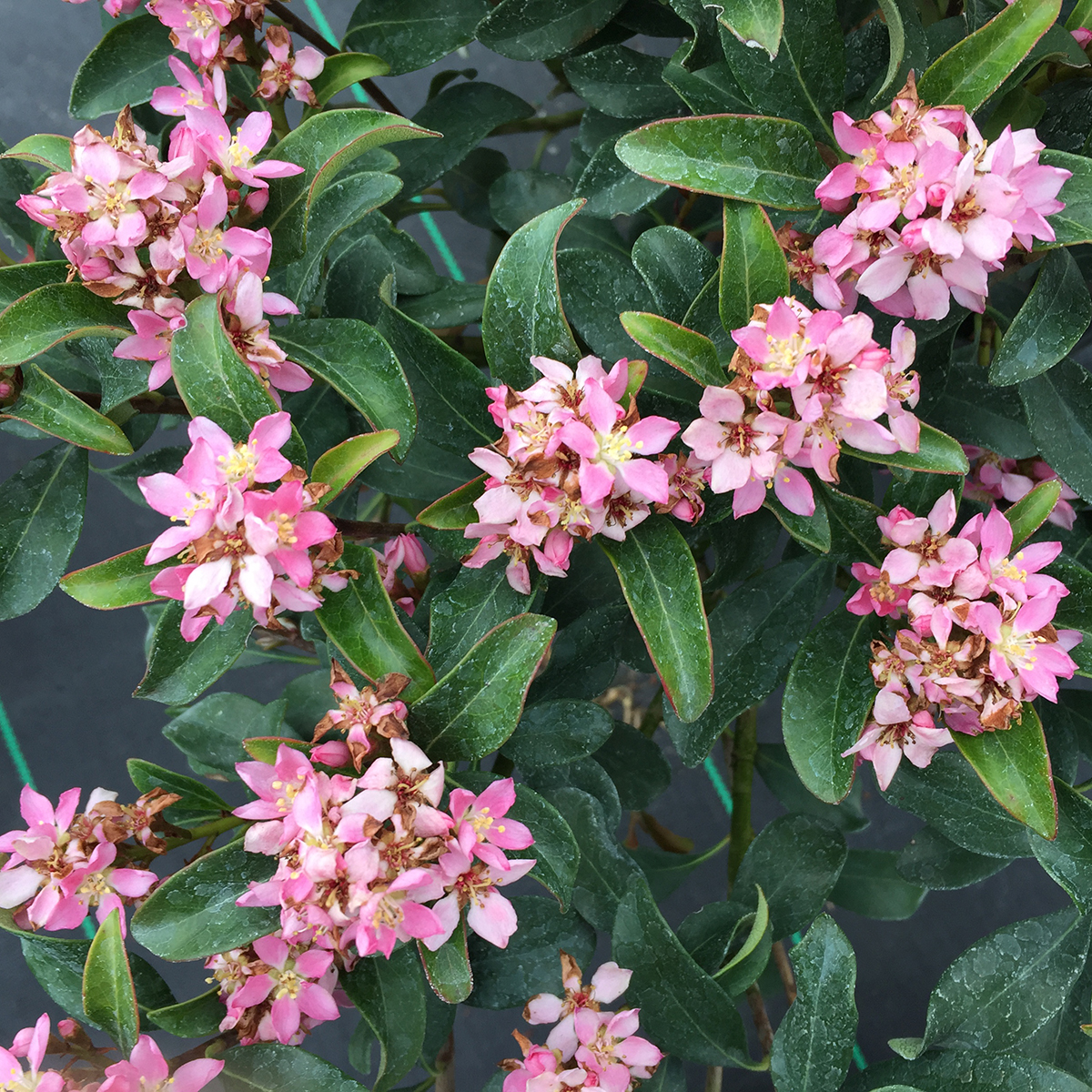 La Vida Mas Indian hawthorn is a rebloomer with pink flowers in spring, summer, and fall. 