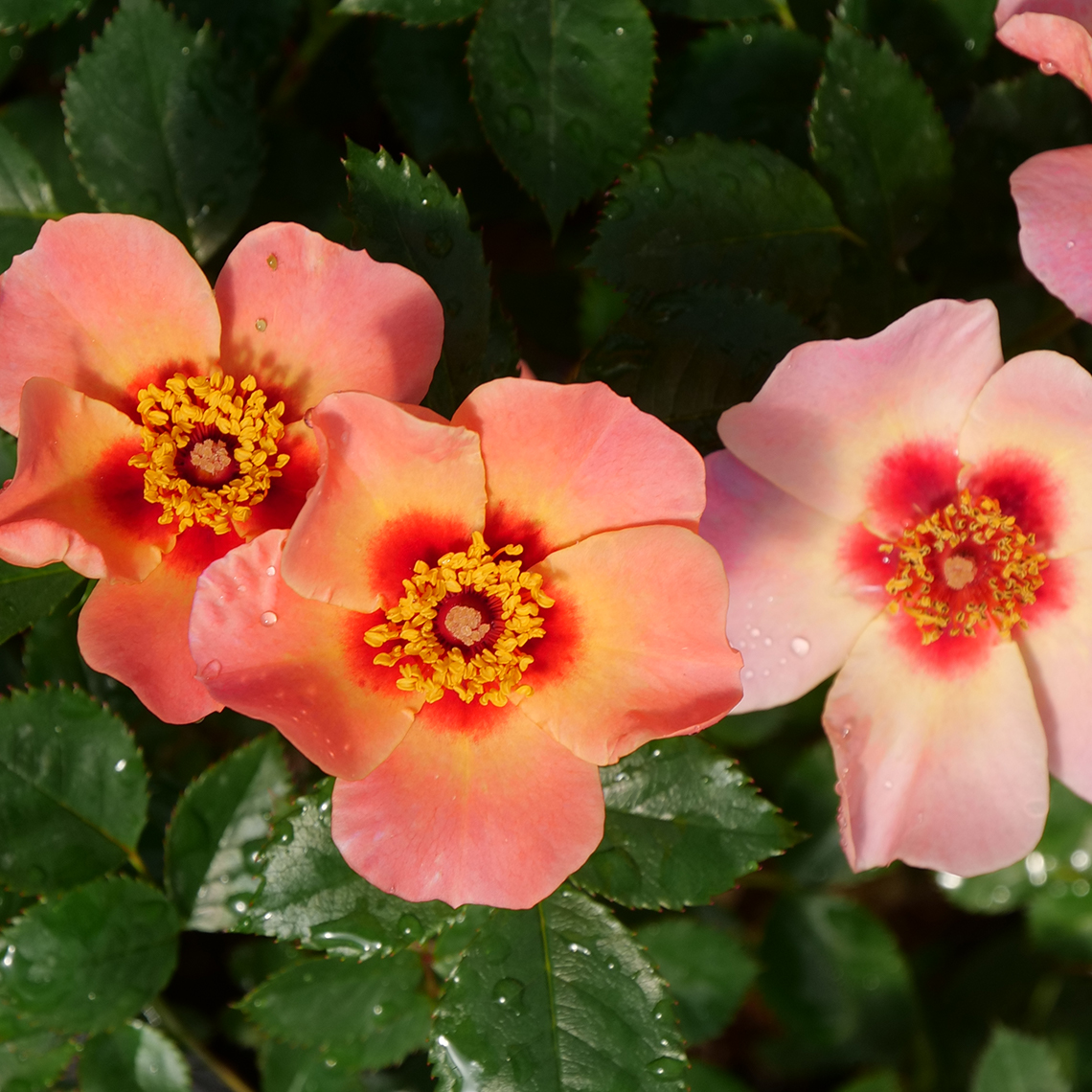 Three pink-orange flowers of Ringo All Star rose face the camera