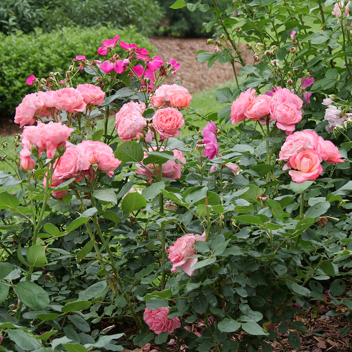 Reminiscent Coral rose growing and blooming in a garden.