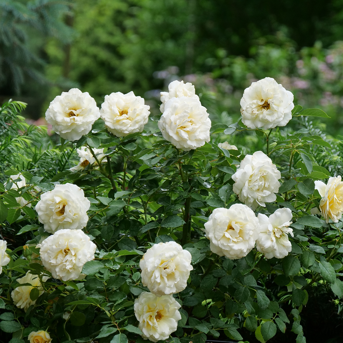 A Reminiscent Crema rose growing in a garden covered in flowers. 