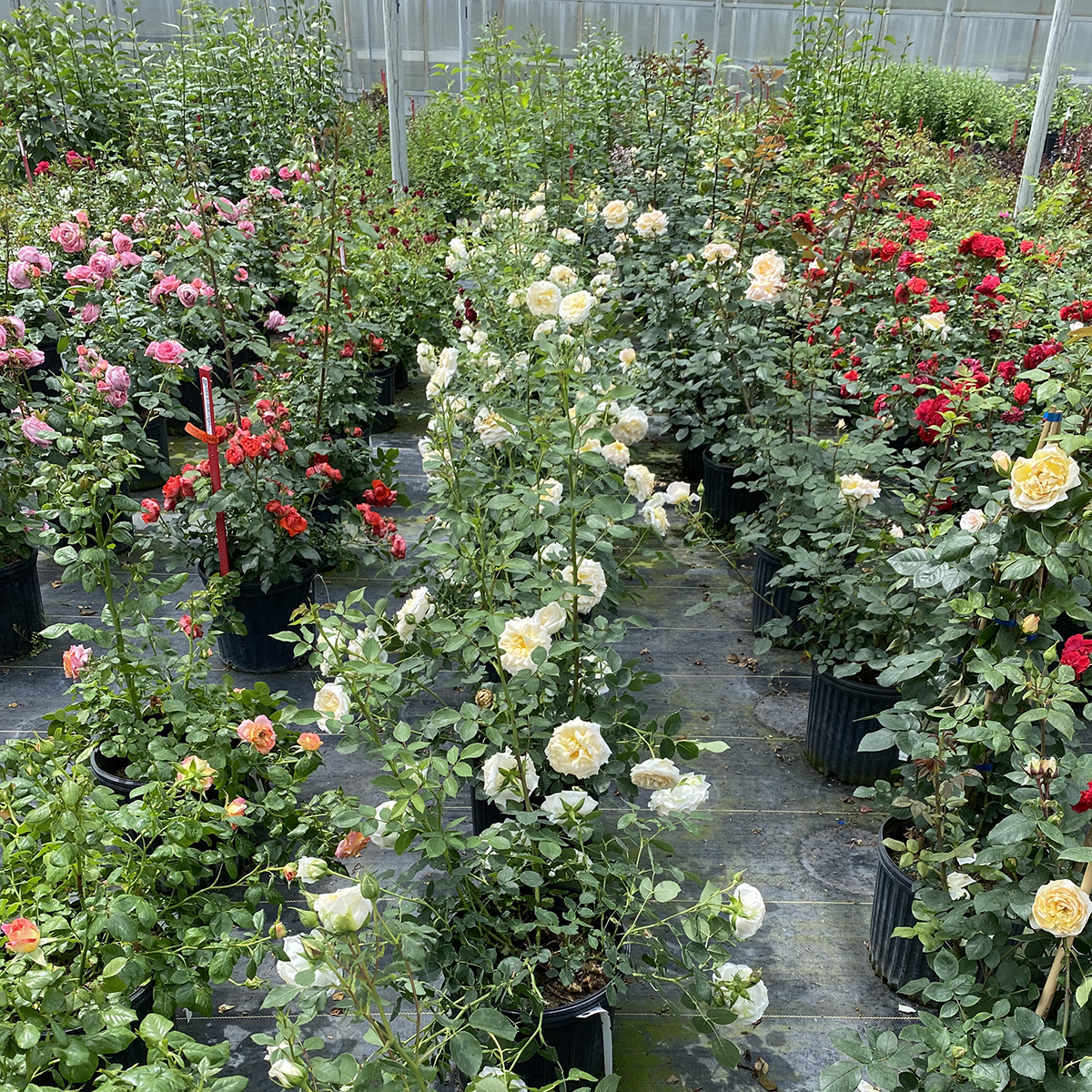 A row of Reminiscent Crema rose growing in a greenhouse. 