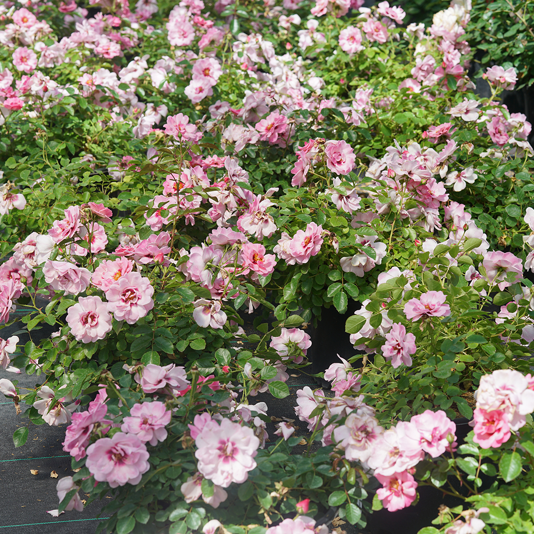 Ringo Double Pink rose covered in two-toned pink blooms. 