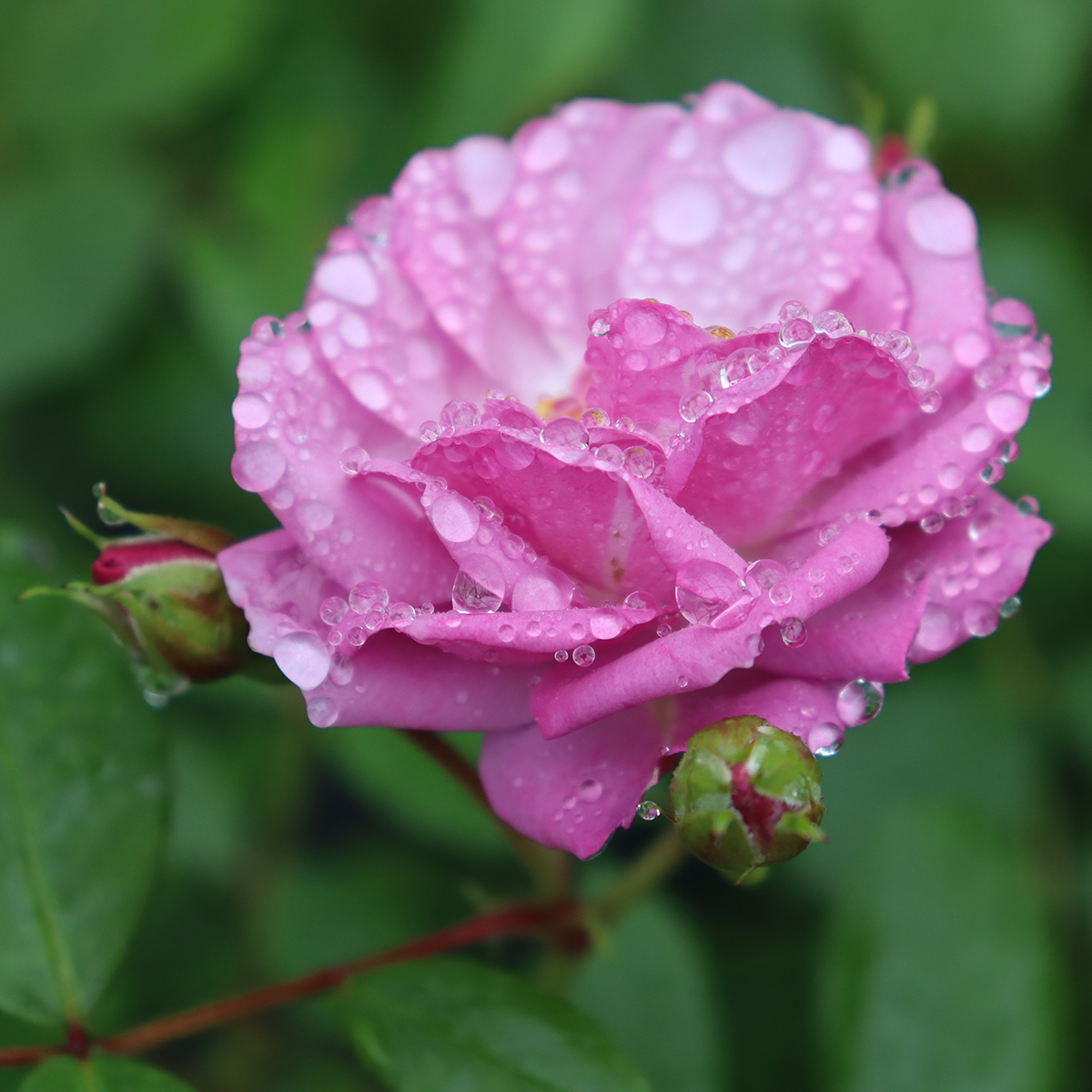 A single bloom of Rise Up Lilac Days rose delicately covered in raindrops. 