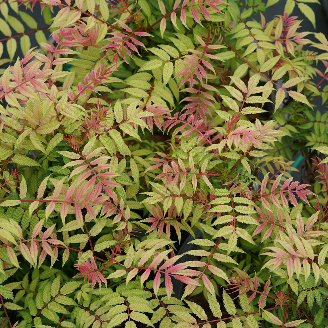 Sorbaria Mr.Mustard in spring with pink, red, yellow, orange, and green foliage.