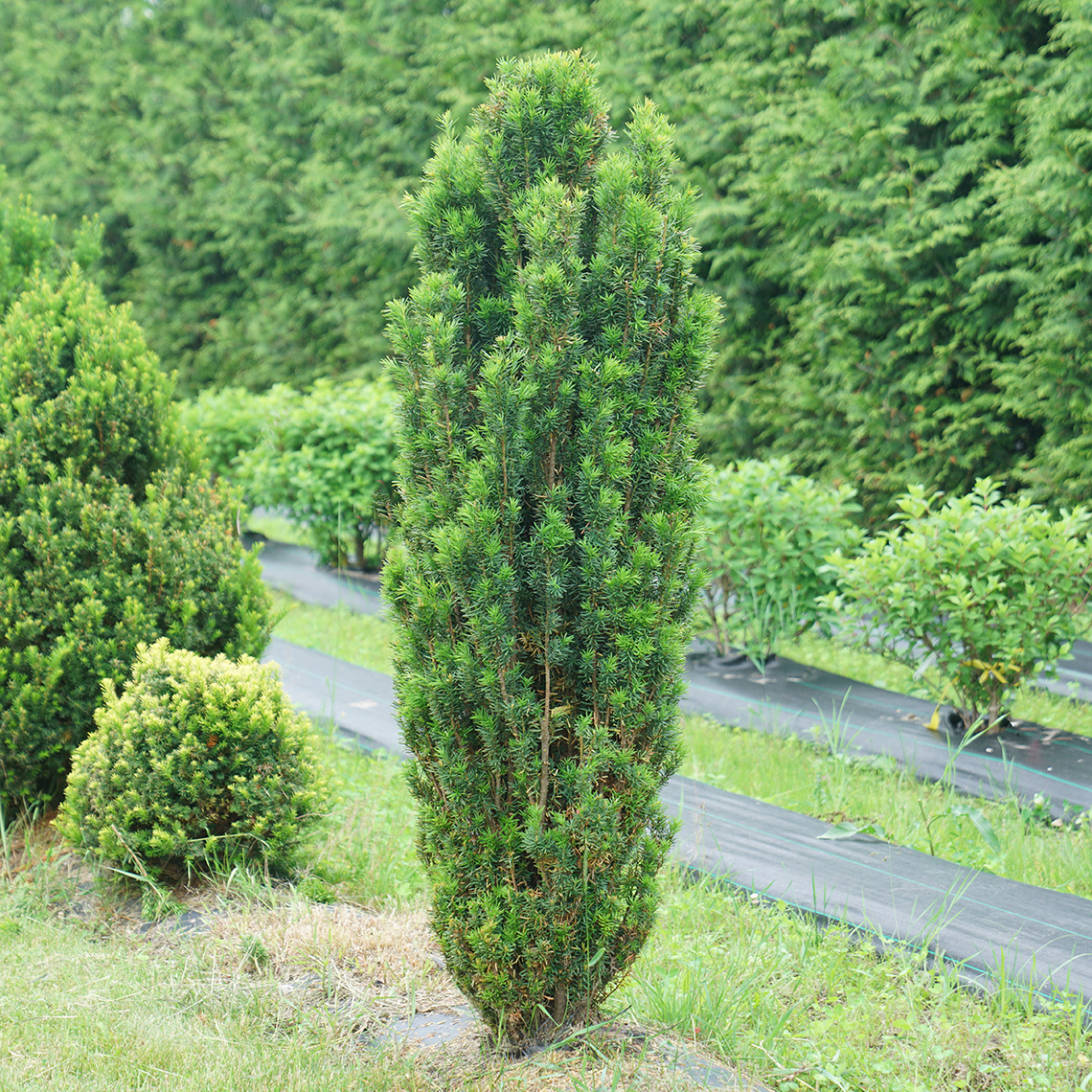 Stonehenge Skinny yew grows in an outdoor trial field in Michigan