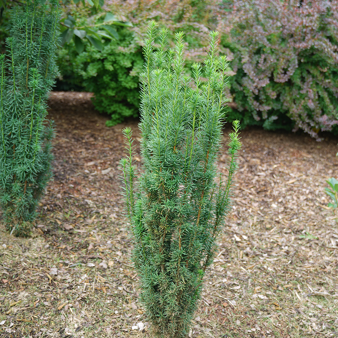 A small specimen of Stonehenge Skinny yew surrounded by mulch