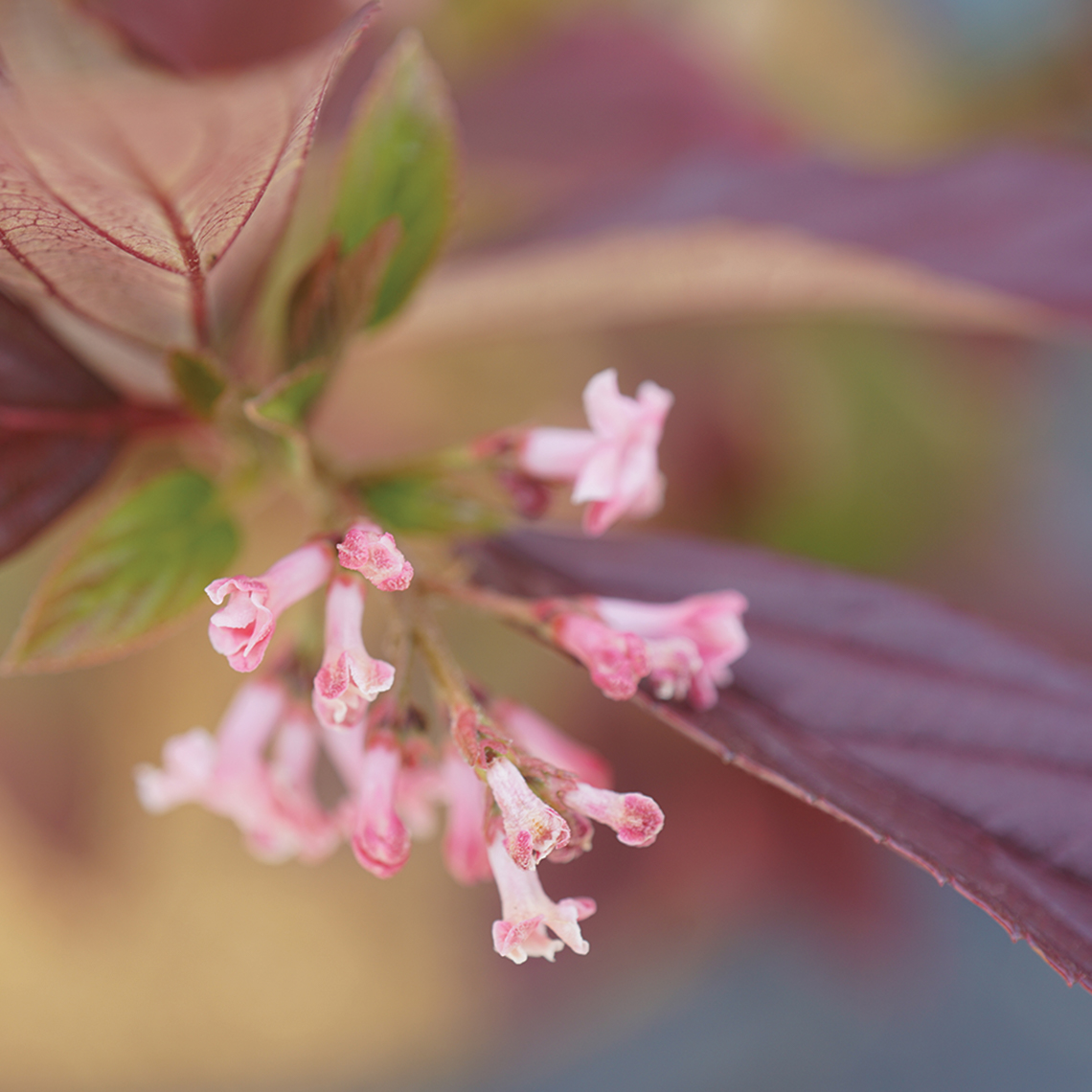 Close up of the small flowers of Sweet Talker viburnum