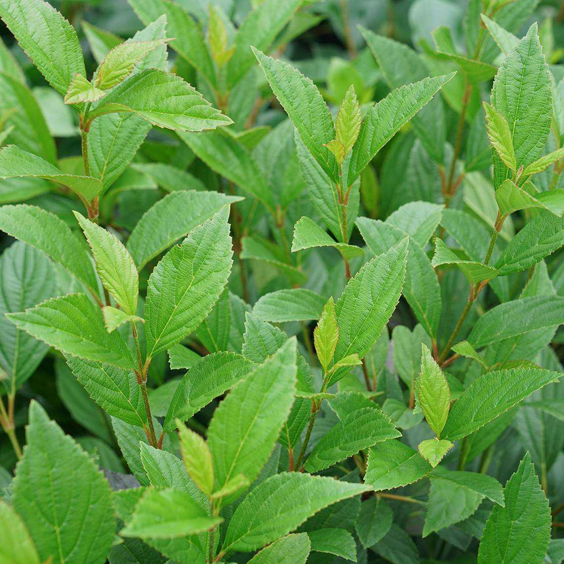Glossy green foliage of Sweet Talker viburnum 