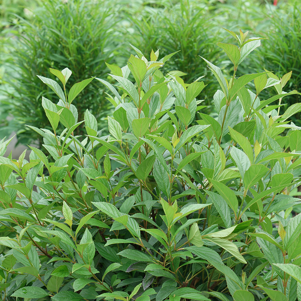 Sweet Talker viburnum growing in a landscape