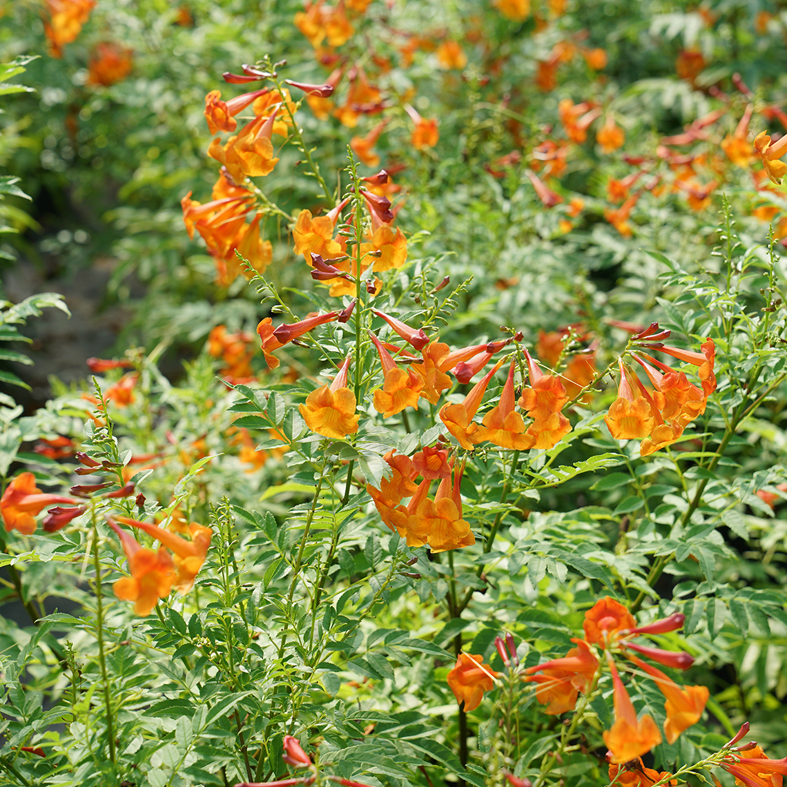 Tecoma Chicklet Orange in summer with bright orange blooms and green foliage.